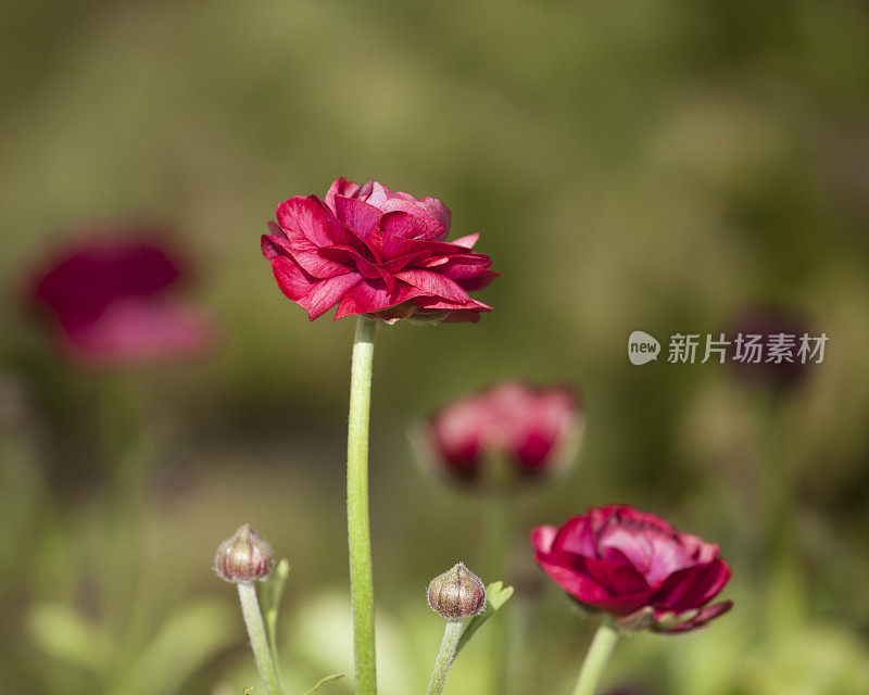 毛茛花在田间