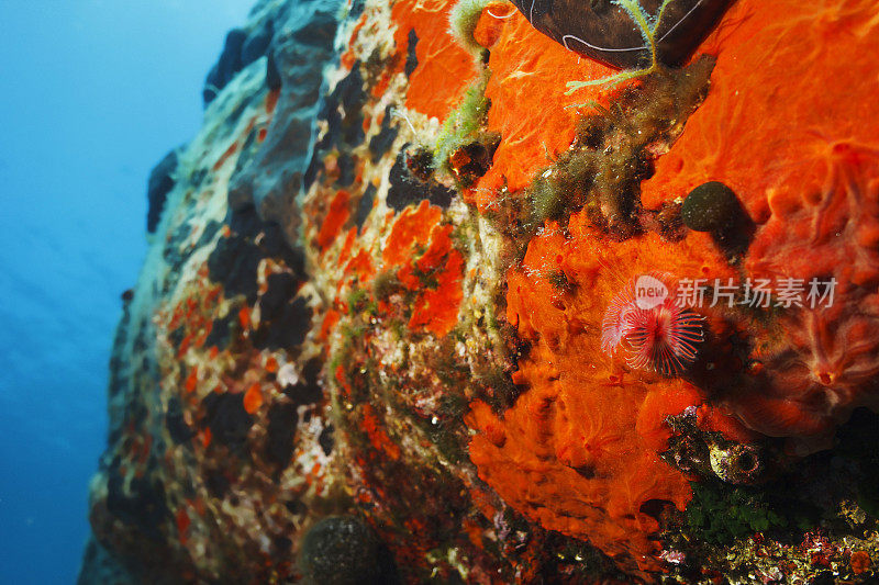 海洋生物活体海绵和红管虫在水下