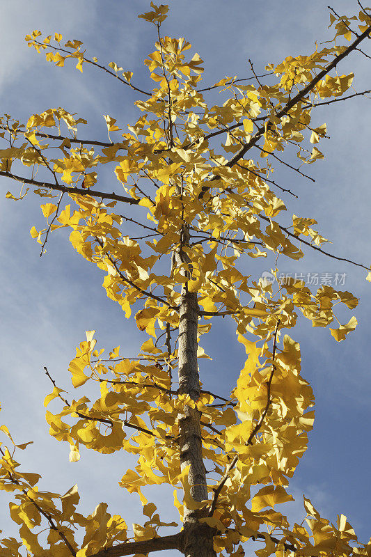 古老的银杏树在秋天金黄的叶子