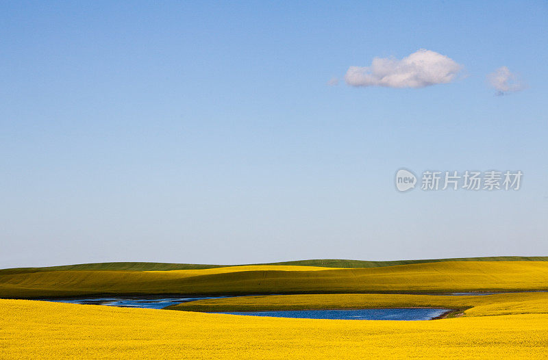 油菜田间景观