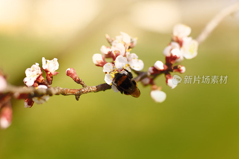 大黄蜂从樱桃树上采集花粉的特写