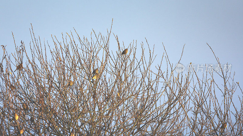 一群小鸟冬天坐在树枝上