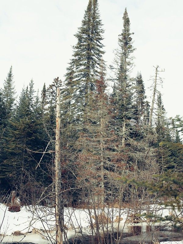 佛蒙特维尔，阿迪朗达克，纽约，部分冻结的溪，雪，冬季景观