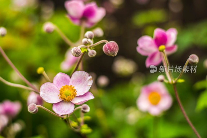 日本紫银莲花