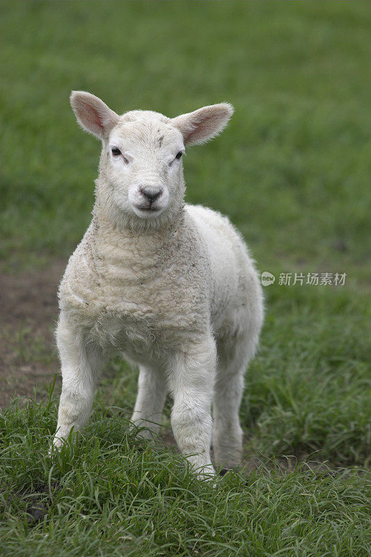 爱尔兰春天的羔羊