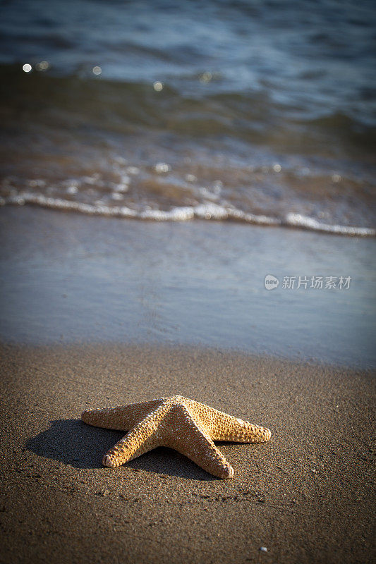 海岸线上有海星