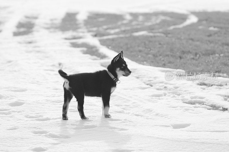 西伯利亚寻回犬幼犬9周大