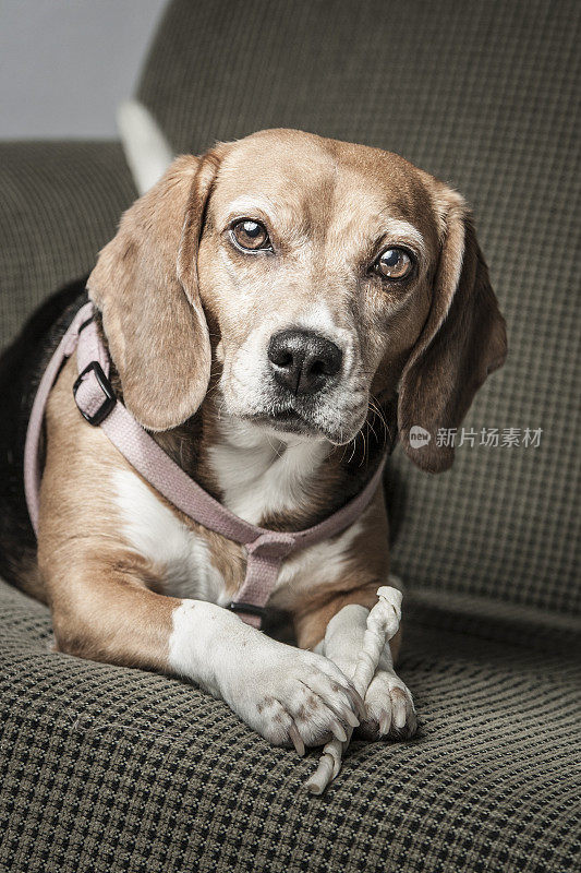 比格犬为肖像摆姿势