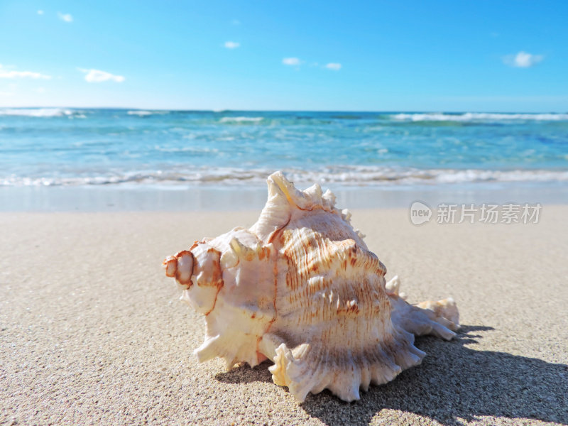 海滩上的海螺