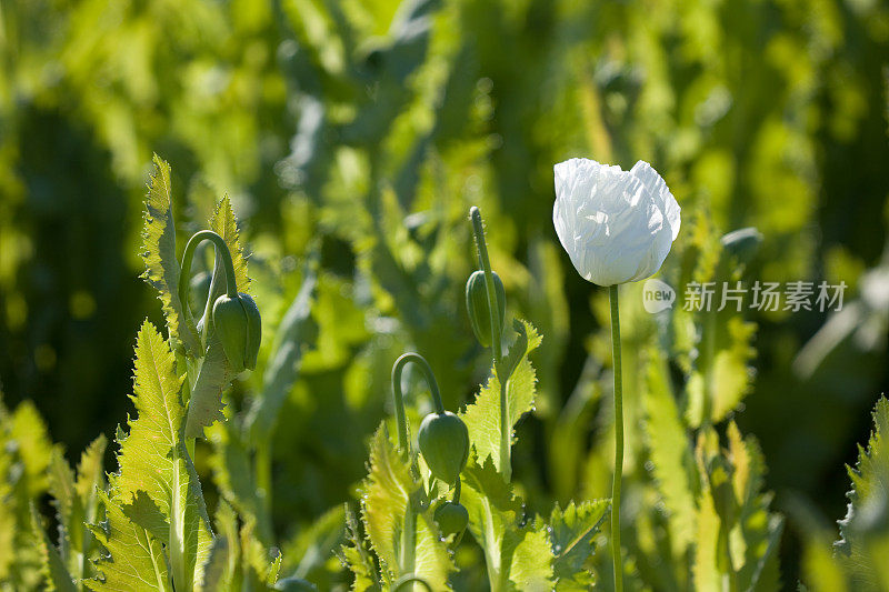 罂粟和绿色植物