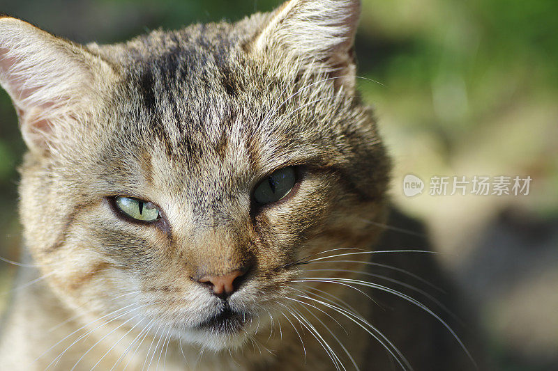 虎斑猫的肖像