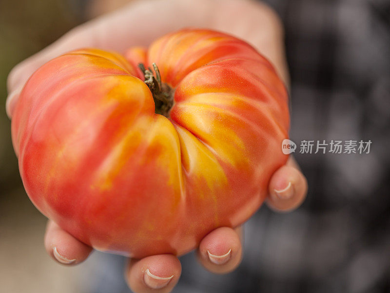 年轻女子手中的有机传家宝番茄