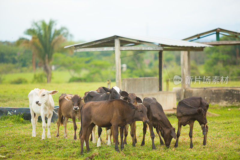 婆罗门农场里的小牛