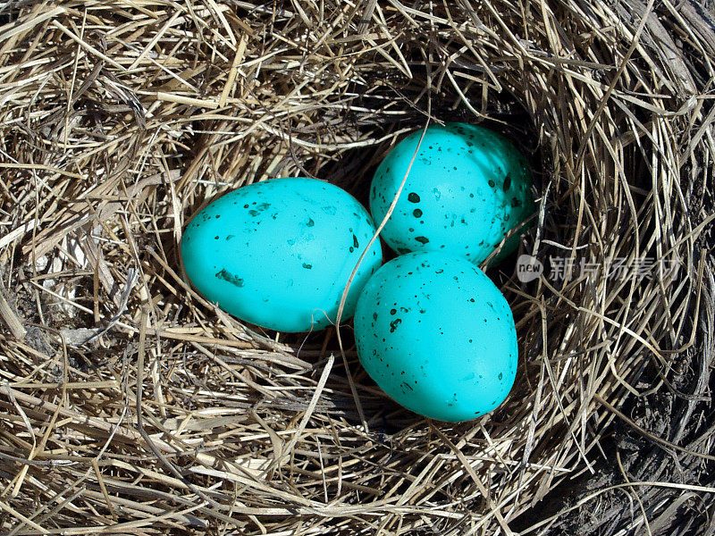 蓝蛋在一个巢