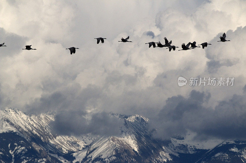 沙丘鹤飞过暴风雨般的科罗拉多落基山脉