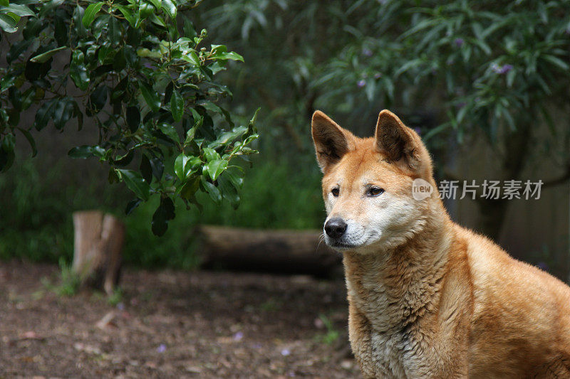 澳洲野狗