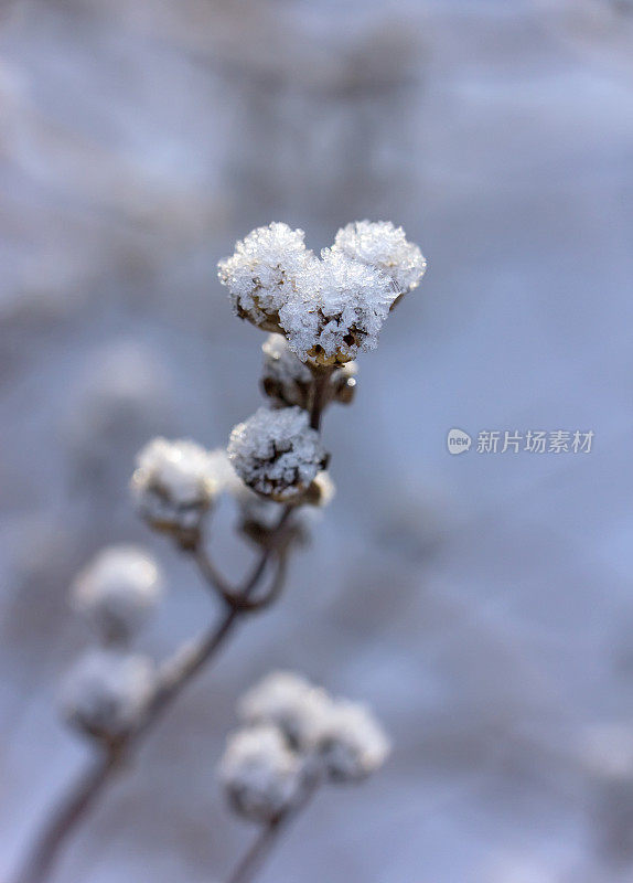 雪晶