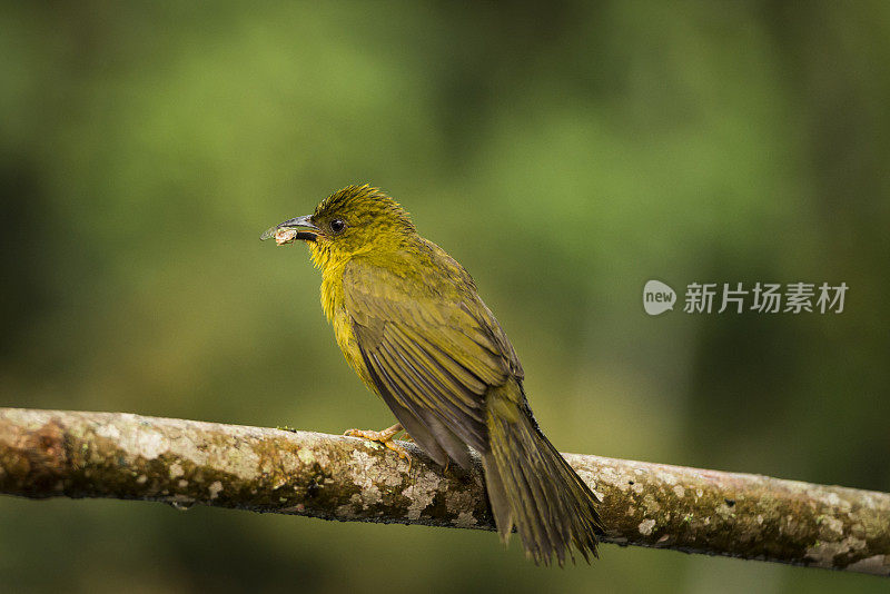 橄榄绿唐纳雀(正黄驹)