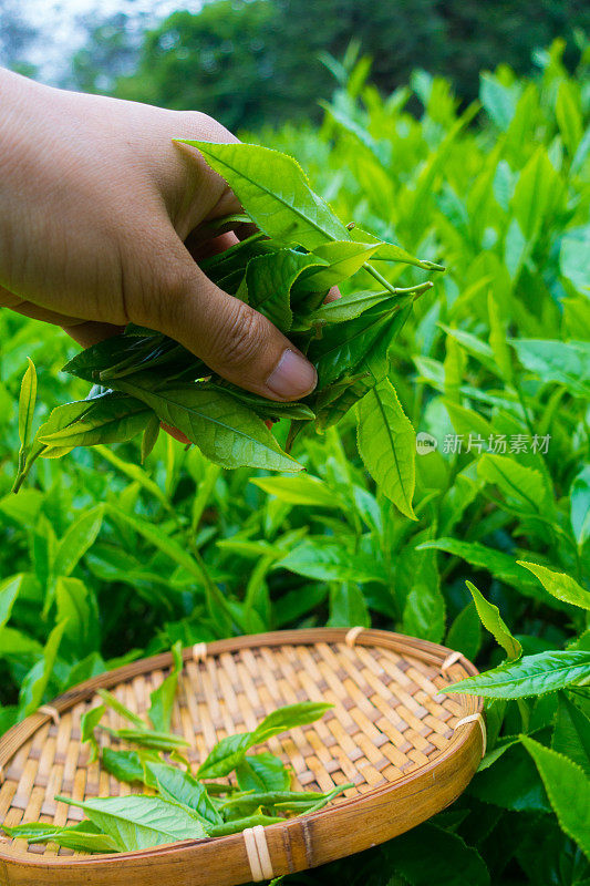 采摘茶叶