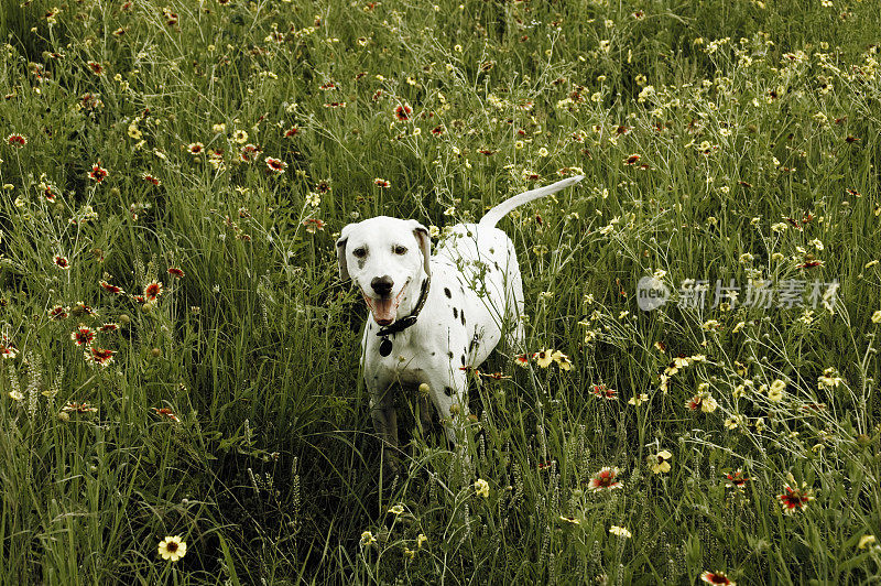 野花中的斑点狗2