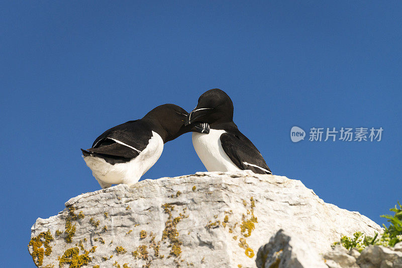 两个Razorbills