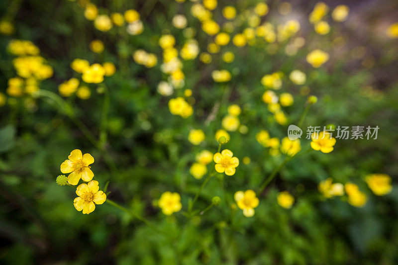 黄色的花