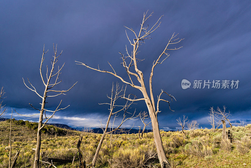 日落山景烧焦的树木区域