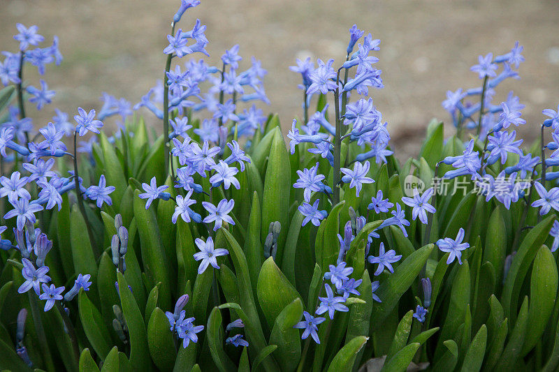 蓝色的风信子开花