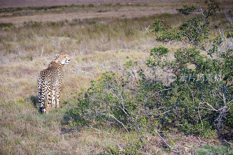 雌猎豹站在非洲平原的灌木丛旁
