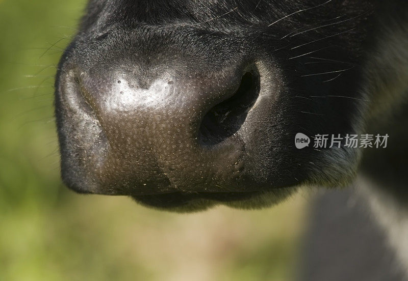 牛鼻微距黑