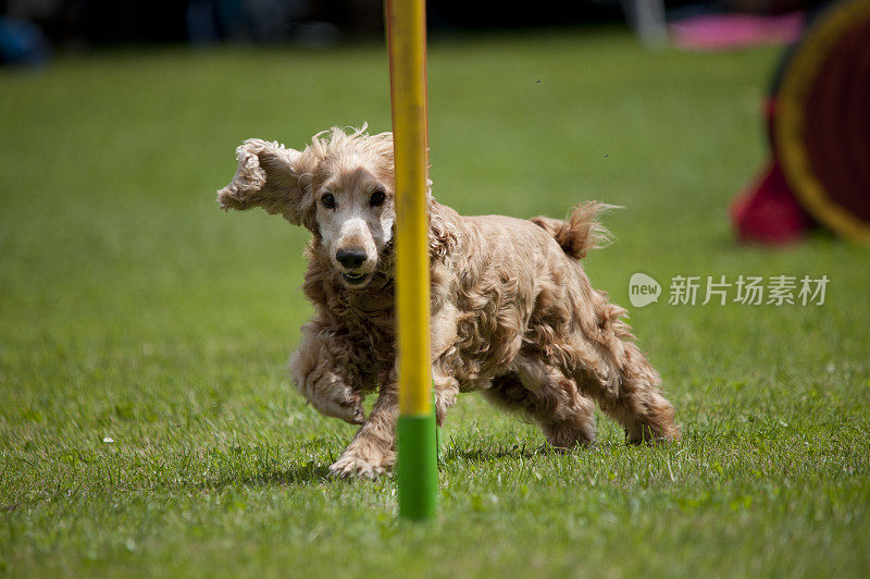 可卡犬