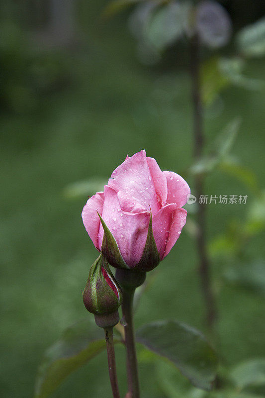 雨后玫瑰