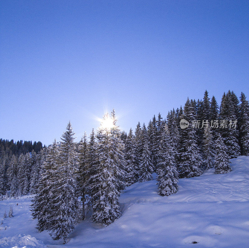 太阳升起在法国莫辛白雪覆盖的松树上