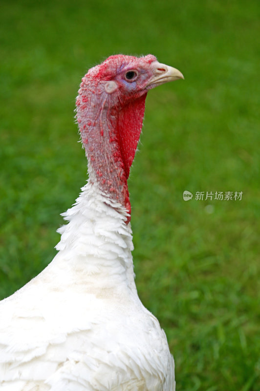 人工饲养火鸡