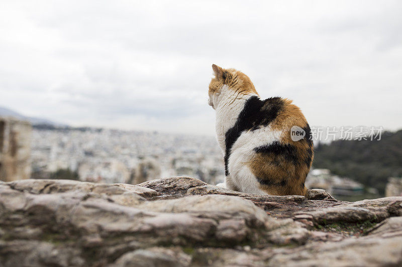 阿提克斯剧场前的猫