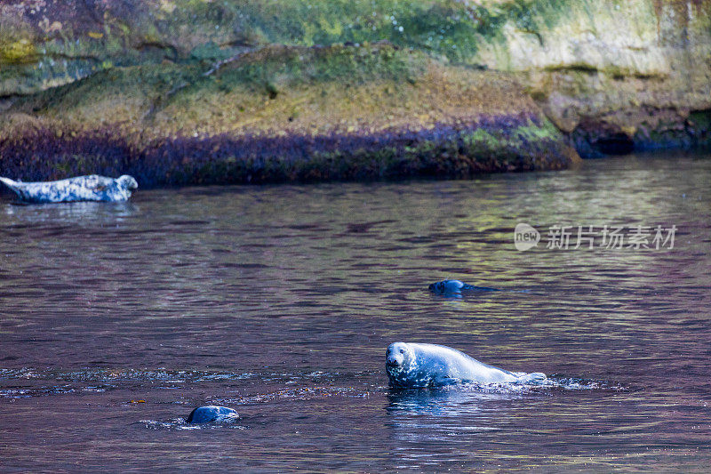灰海豹(灰海豹)生活在博纳旺蒂尔岛附近Percé，加斯皮半岛。