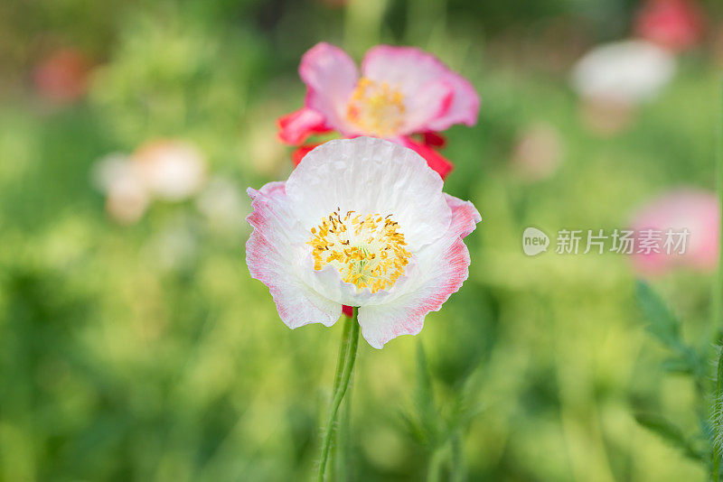 在阳光明媚的日子里，普通的罂粟花在花园里盛开