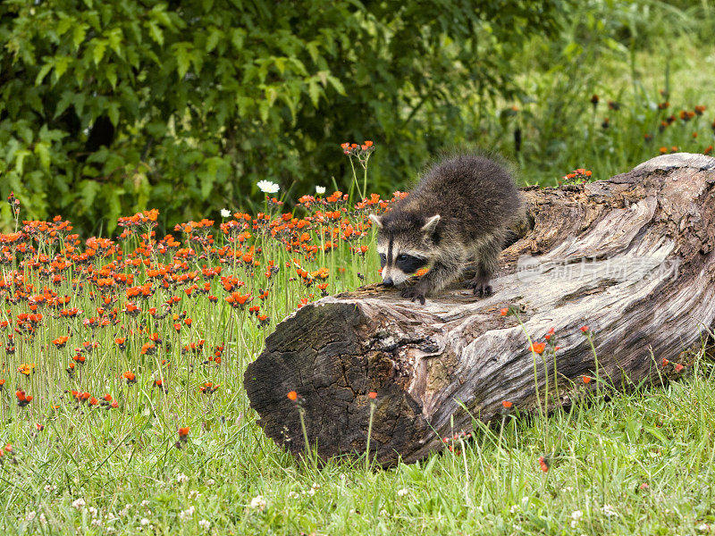 小浣熊站在橘黄色的野花中