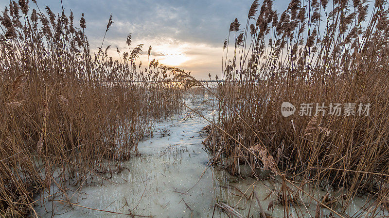 海岸芦苇在一个冰冻的湖在美丽的戏剧性的日落。初春解冻