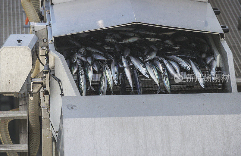 渔业:卸载大量的鱼