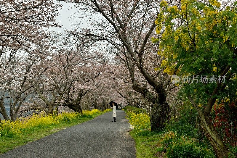 一名日本妇女在山口县岩国的樱花下行走