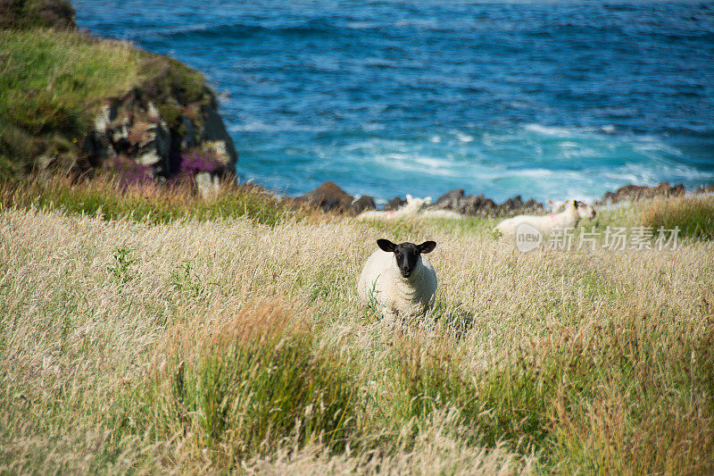 爱尔兰的风景。多尼戈尔的玛琳·海德。羊吃草