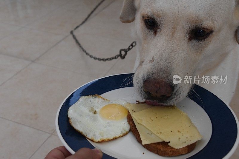 狗会吃早餐