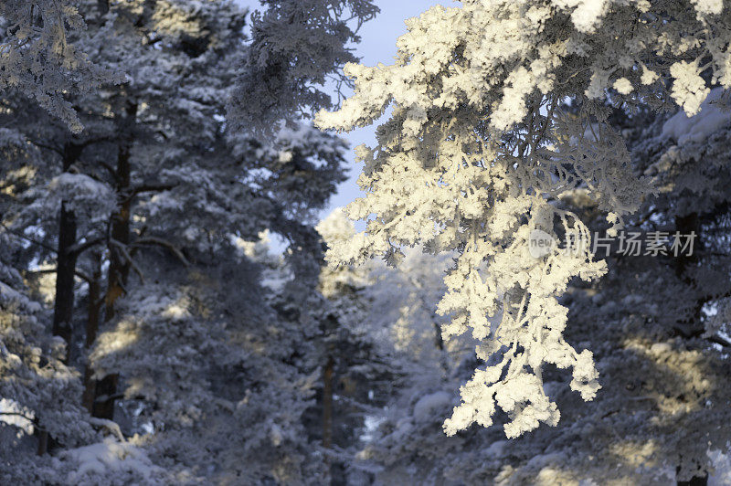 雪和霜覆盖着松树