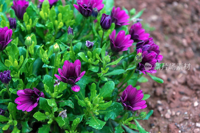 紫色双形花雨后非洲雏菊。选择的重点