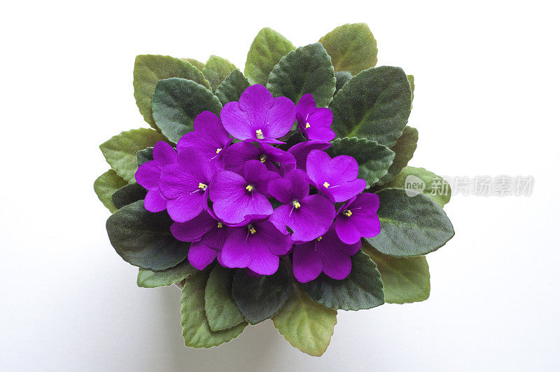 紫色的非洲紫罗兰花从上面。象征着不做作和忠诚。