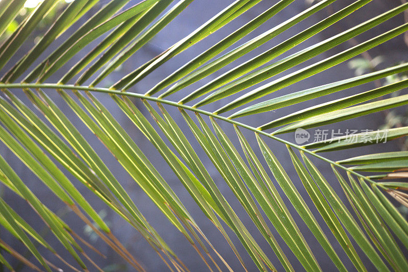 棕榈叶的背景