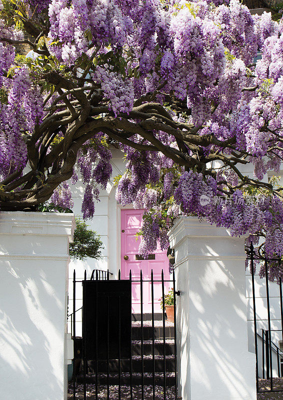 在一个阳光明媚的日子里，盛开的紫藤树盖住了一间房子
