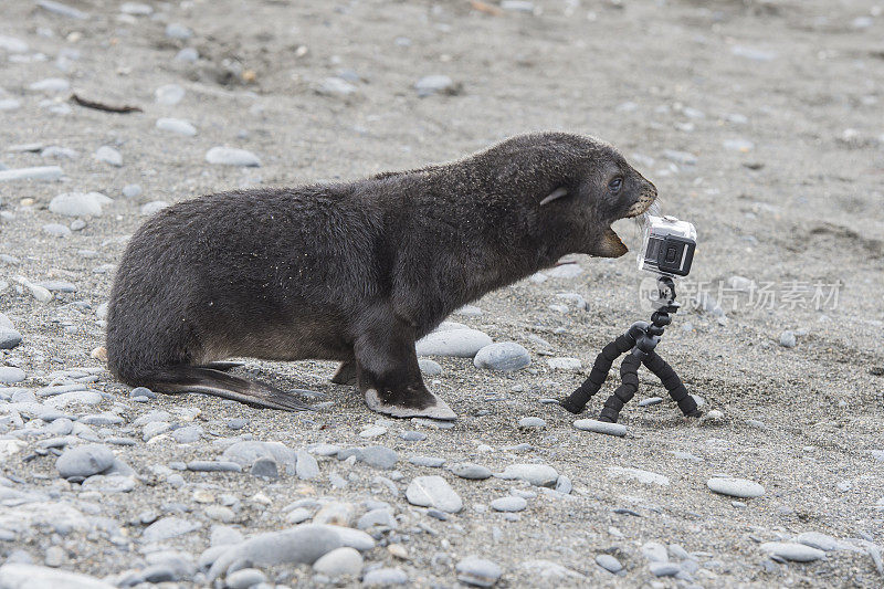 镜头拉近了南极海狗的距离