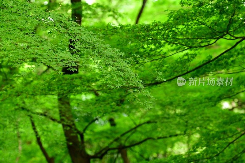 新鲜茂盛的叶子:日本枫树和树叶